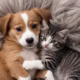 Meadows Pet Care