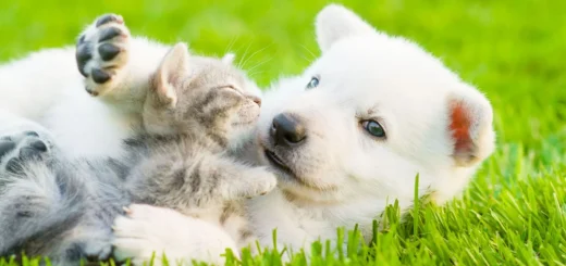 Natures Preserve Pet Care