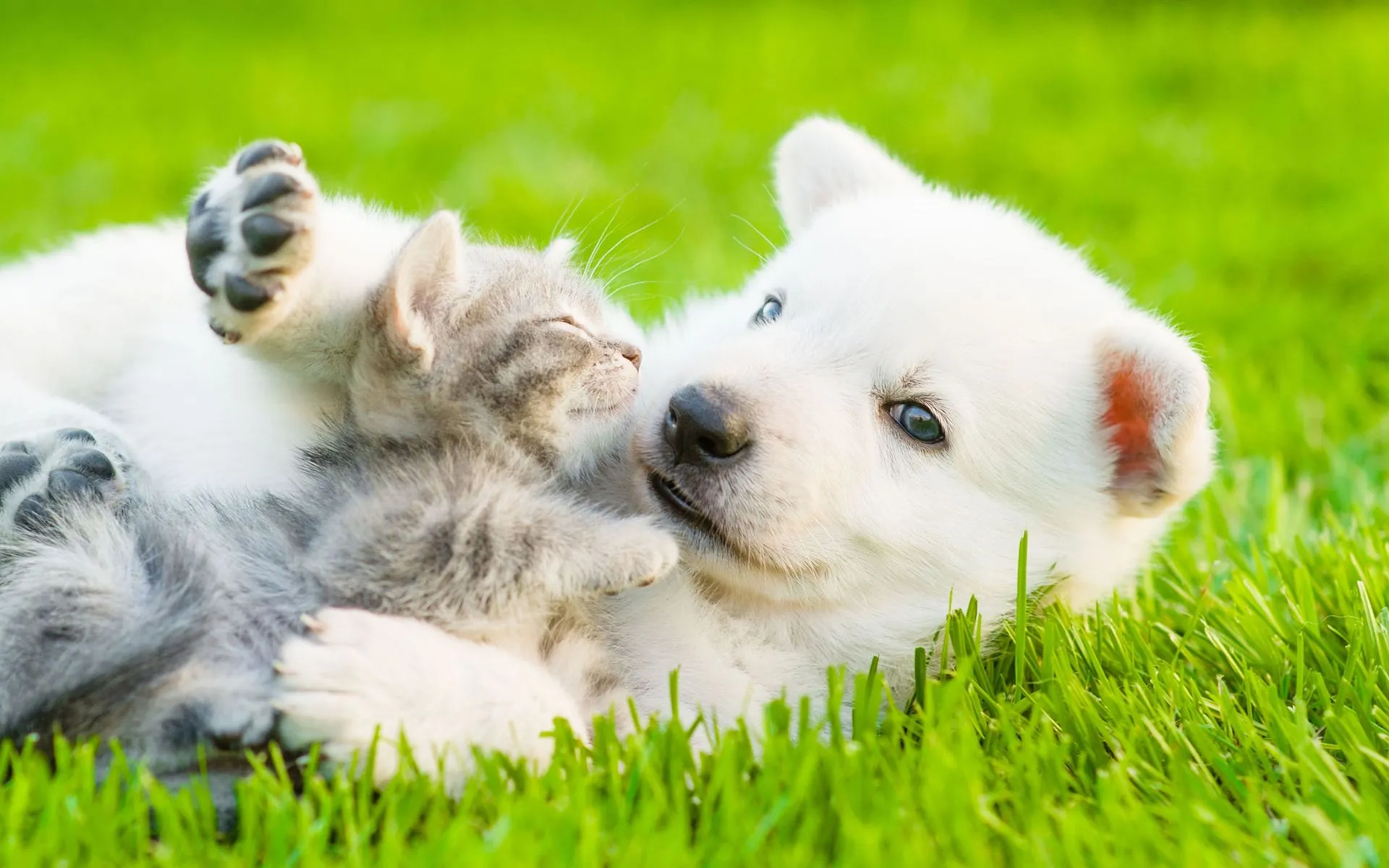 Natures Preserve Pet Care