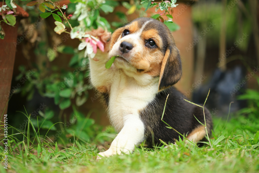 Painted Turtle Pet Care Made Simple and Safe