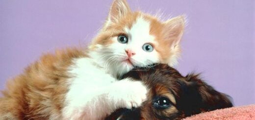 Pet Care After Rapture