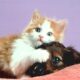 Pet Care After Rapture