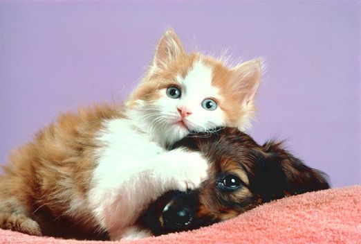 Pet Care After Rapture