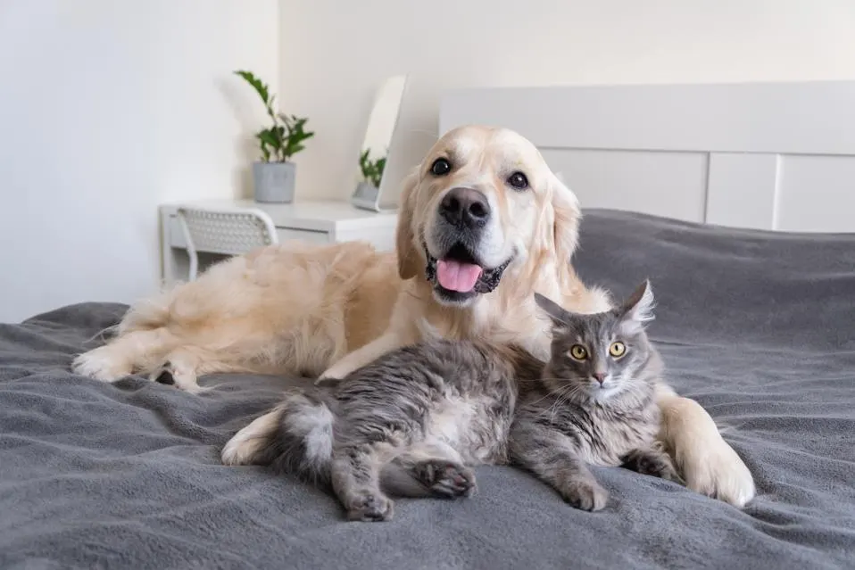 Pet Care Alliance