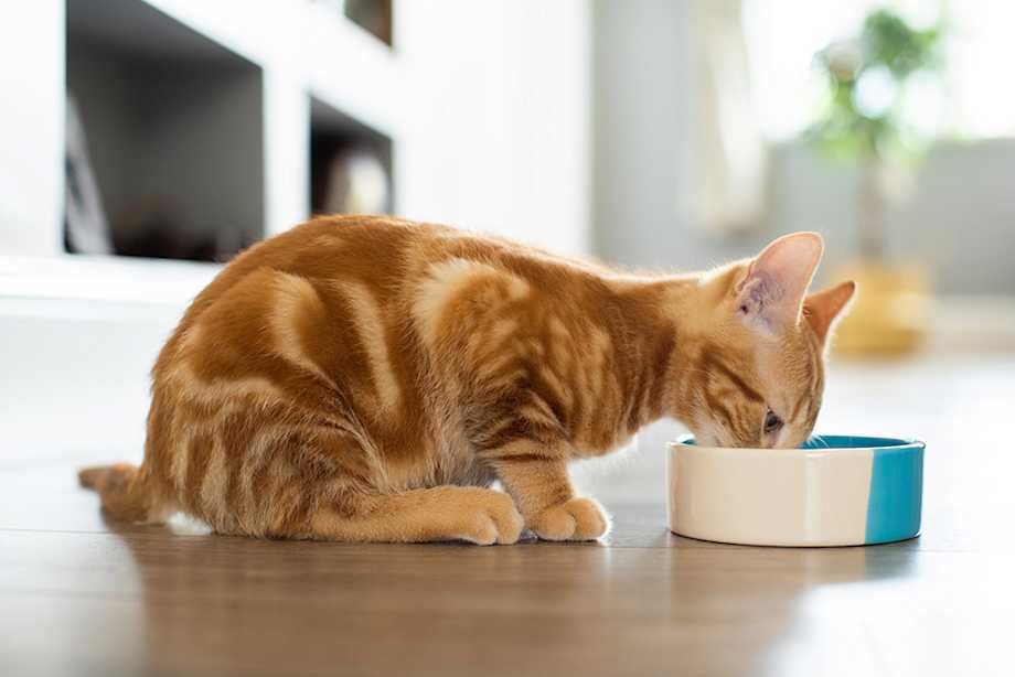 Premier Pet Care