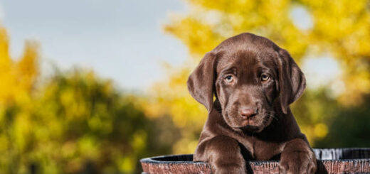 Premier Pet Care