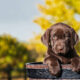 Premier Pet Care
