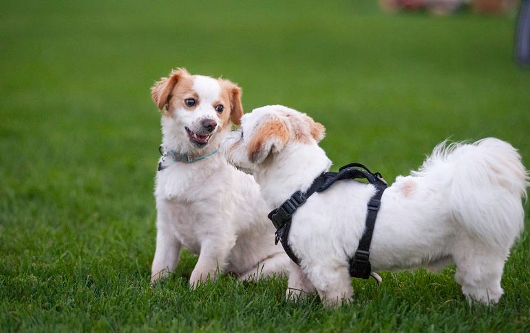 The Best Way to Train a Puppy