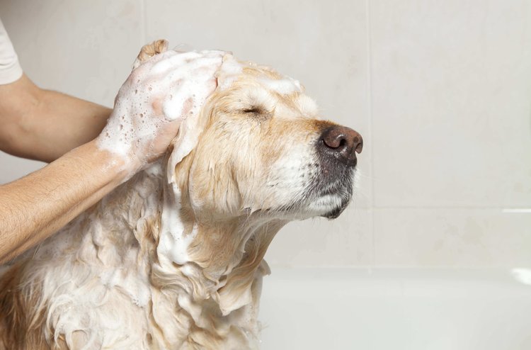 Tips for Grooming a Dog at Home