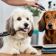 Tips for Grooming a Dog at Home