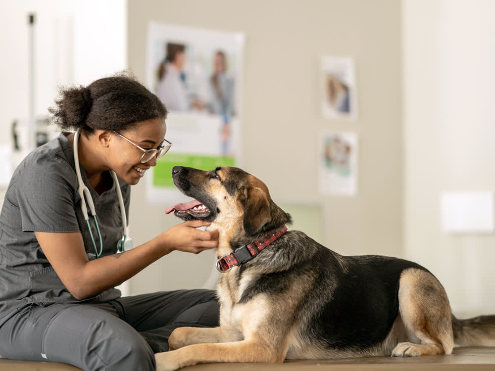 best friends pet care cinnaminson