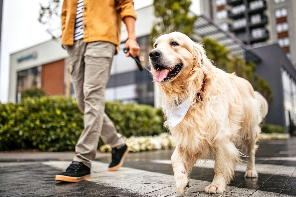 Bucks County Pet Care