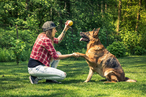 Dog Obedience Training for All Dogs
