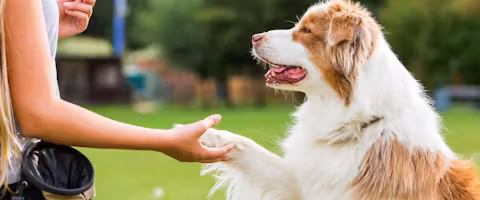 Dog Obedience Training for All Dogs