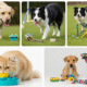 Mental Stimulation for Pets