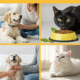 Daily Pet Care