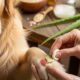 Home Remedies for Dog Skin Allergies